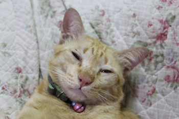 รูปภาพสำหรับผู้ผลิตนี้ 